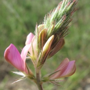 Photographie n°39228 du taxon Onobrychis supina (Chaix ex Vill.) DC. [1805]