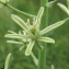  Marie  Portas - Ornithogalum pyrenaicum L.