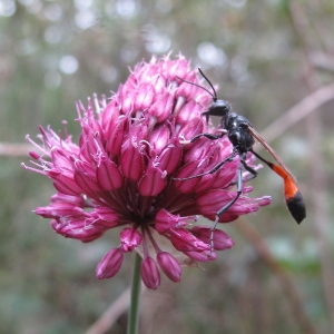 Photographie n°39241 du taxon Allium sphaerocephalon L.