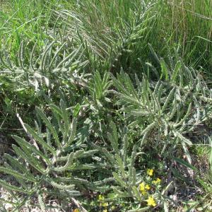 Photographie n°39242 du taxon Cirsium eriophorum (L.) Scop.