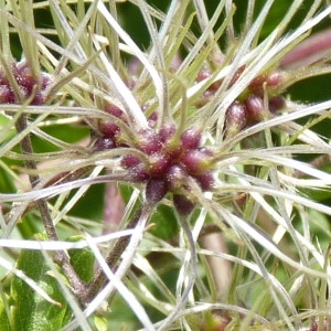 Photographie n°39258 du taxon Clematis vitalba L. [1753]