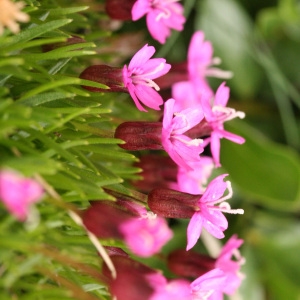 Photographie n°39259 du taxon Silene acaulis (L.) Jacq. [1762]