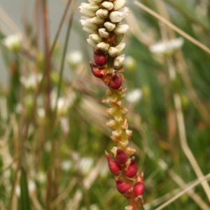 Photographie n°39265 du taxon Polygonum viviparum L. [1753]