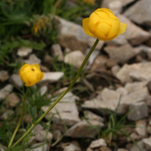 Photographie n°39269 du taxon Trollius europaeus L. [1753]