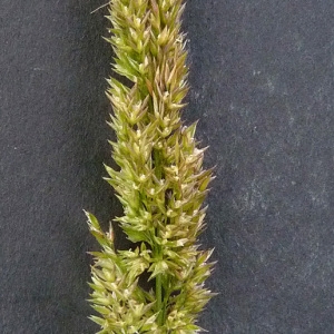 Photographie n°39273 du taxon Agrostis stolonifera L. [1753]
