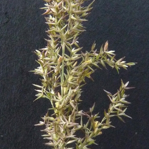 Photographie n°39275 du taxon Agrostis stolonifera L. [1753]