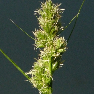 Photographie n°39280 du taxon Carex cuprina (Sandor ex Heuff.) Nendtv. ex A.Kern. [1863]