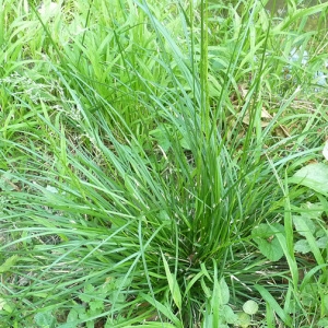 Photographie n°39283 du taxon Deschampsia cespitosa (L.) P.Beauv. [1812]