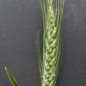  - Hordeum vulgare subsp. vulgare