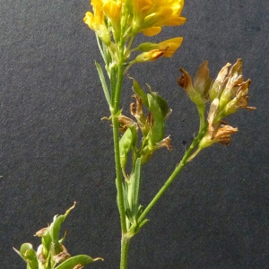 Photographie n°39289 du taxon Medicago sativa subsp. falcata (L.) Arcang. [1882]