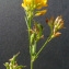  Bertrand BUI - Medicago sativa subsp. falcata (L.) Arcang. [1882]