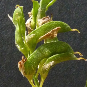 Photographie n°39290 du taxon Medicago sativa subsp. falcata (L.) Arcang. [1882]