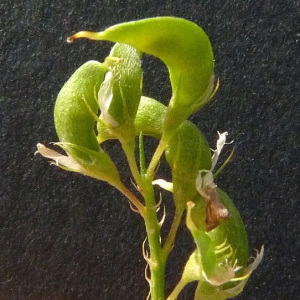 Photographie n°39291 du taxon Medicago sativa subsp. falcata (L.) Arcang. [1882]