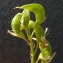  Bertrand BUI - Medicago sativa subsp. falcata (L.) Arcang. [1882]