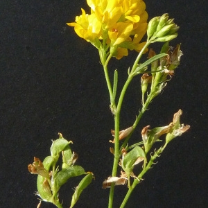 Photographie n°39292 du taxon Medicago sativa subsp. falcata (L.) Arcang. [1882]