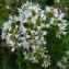  Bertrand BUI - Origanum vulgare subsp. viridulum (Martrin-Donos) Nyman [1881]