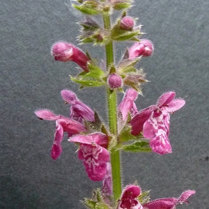 Photographie n°39301 du taxon Stachys sylvatica L. [1753]