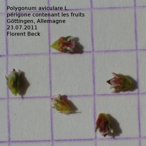 Photographie n°39310 du taxon Polygonum aviculare L. [1753]