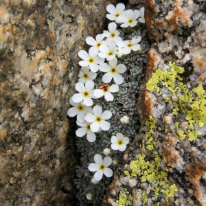 Photographie n°39321 du taxon Androsace vandellii (Turra) Chiov.