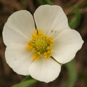 Photographie n°39325 du taxon Ranunculus kuepferi Greuter & Burdet [1987]