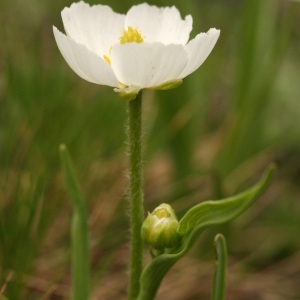 Ranunculus kuepferi Greuter & Burdet (Renoncule de Küpfer)