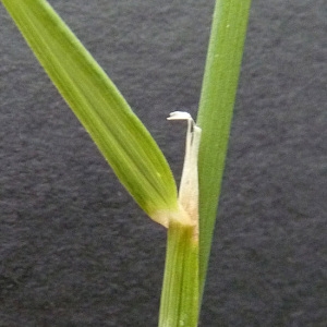 Photographie n°39332 du taxon Calamagrostis epigejos (L.) Roth [1788]