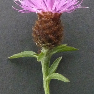 Photographie n°39335 du taxon Centaurea jacea subsp. nigra (L.) Bonnier & Layens [1894]