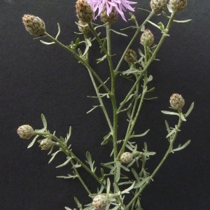 Photographie n°39336 du taxon Centaurea maculosa Lam. [1785]