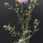  Bertrand BUI - Centaurea maculosa Lam. [1785]