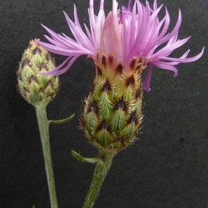 Photographie n°39337 du taxon Centaurea maculosa Lam. [1785]