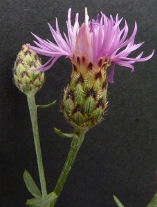 Bertrand BUI, le 13 juillet 2011 (Paris (Bois de Vincennes))