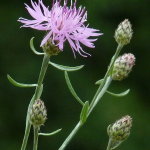 Photographie n°39338 du taxon Centaurea maculosa Lam. [1785]