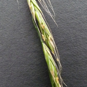 Festuca gigantea var. latifolia Peterm. (Fétuque géante)