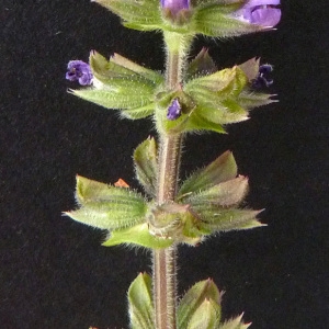 Photographie n°39348 du taxon Salvia verbenaca L. [1753]