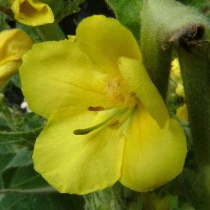 Photographie n°39352 du taxon Verbascum densiflorum Bertol. [1810]