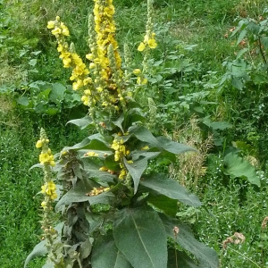 Photographie n°39353 du taxon Verbascum densiflorum Bertol. [1810]