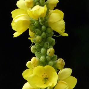 Photographie n°39354 du taxon Verbascum densiflorum Bertol. [1810]