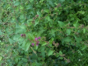 Jonathan BELHOCINE, le 23 juillet 2011 (Pont-Évêque (chemin des tanneries))