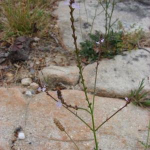 Photographie n°39363 du taxon Verbena officinalis L. [1753]