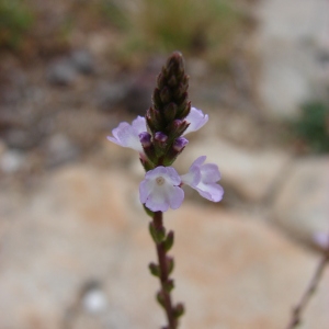 Photographie n°39364 du taxon Verbena officinalis L. [1753]