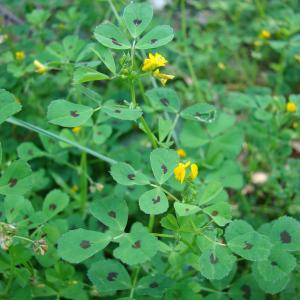 Photographie n°39365 du taxon Medicago arabica (L.) Huds. [1762]