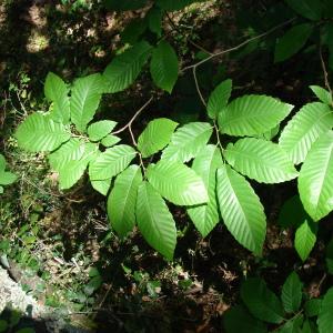 Photographie n°39366 du taxon Castanea sativa Mill. [1768]