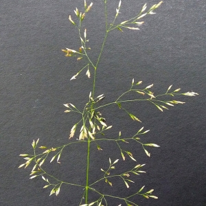  - Agrostis gigantea Roth [1788]