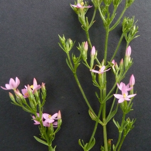 Photographie n°39382 du taxon Centaurium erythraea Rafn [1800]