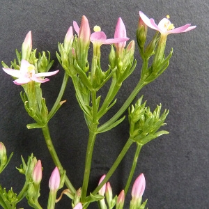 Photographie n°39383 du taxon Centaurium erythraea Rafn [1800]