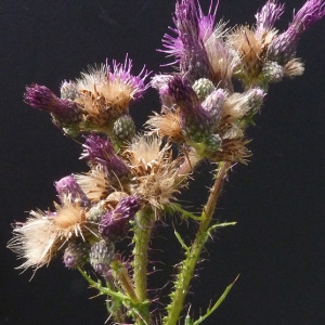 Photographie n°39385 du taxon Cirsium palustre (L.) Scop. [1772]