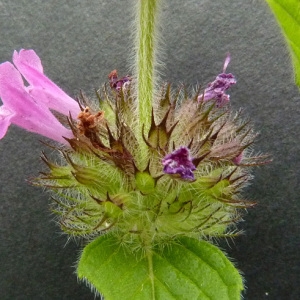 Photographie n°39388 du taxon Clinopodium vulgare L.