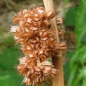 Photographie n°39395 du taxon Juncus conglomeratus L. [1753]