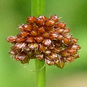  - Juncus conglomeratus L. [1753]