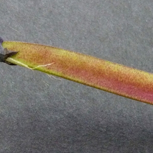 Photographie n°39398 du taxon Lathyrus linifolius var. montanus (Bernh.) Bässler [1971]
